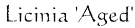 Licinia 'Aged' Font