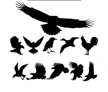 clean,clear,creative,download,graphic,illustration,illustrator,new,original,pack,photoshop,vector,birds,simple,detailed,modern,unique,vectors,ultimate,ultra,eagle,wild,quality,rooster,fresh,high quality,vector graphic,bird silhouette,eagle silhouette,silhouettes,soaring eagle vector