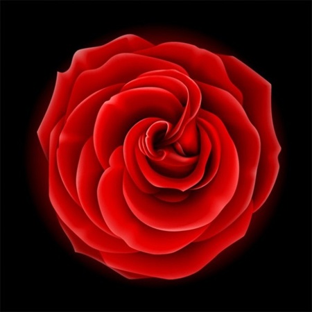 creative,design,download,elements,eps,flower,graphic,illustrator,new,original,vector,web,rose,detailed,interface,unique,vectors,quality,petals,stylish,fresh,high quality,ui elements,hires,realistic,opened rose,red rose vector