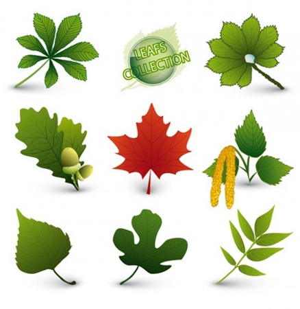 creative,design,download,graphic,green,illustrator,leaf,nature,new,original,tree,vector,web,unique,vectors,ultimate,acorn,leaves,quality,foliage,eco,stylish,seeds,fresh,high quality,maple leaf,red leaf vector