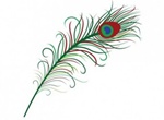Stylized Peacock Feather Vector Graphic