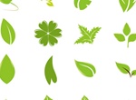 36 Green Leaf Vector Variations Set