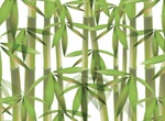 Green Bamboo Forest Vector Illustration