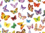 Set Of Beautiful Unique Vector Butterflies