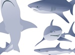 Vector Shark Illustrations
