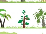 9 Vector Jungle Trees Illustrations