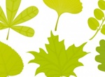 Unique Green Leaves Vector Collection
