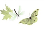 Delicate Butterfly Leaf Dragonfly Vector