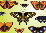 10 Beautiful Butterfly Vectors