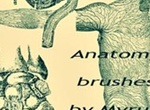 Anatomy Brushes