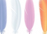 4 Soft Colored Vector Bird Feathers Set