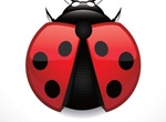 Realistic Red Lady Bug Vector Graphic