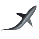 Icon, Shark Icon