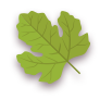 Leaf, Spring Icon