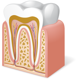 Anatomy, Tooth Icon