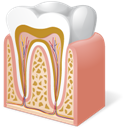 Anatomy, Tooth Icon
