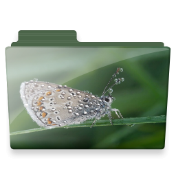 Butterfly, Folder Icon