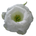 Rose, White, Wild Icon