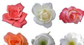 Rose Icons