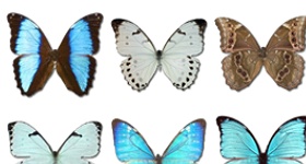 Morpho Butterfly Icons