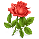 Flower, Plant, Rose Icon