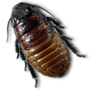 Caca, Roach Icon