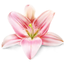 Flower, Lily, Plant Icon