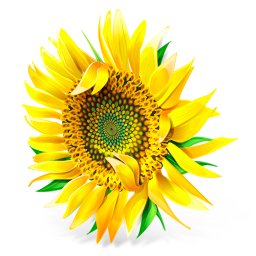 Flower, Plant, Sunflower Icon