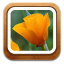 Flower, Gallery Icon