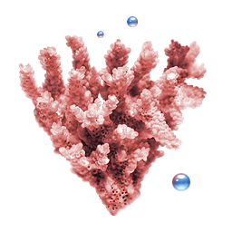 Coral Icon