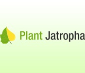 Plant Jatropha