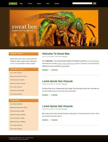 bee,insect,nature website template