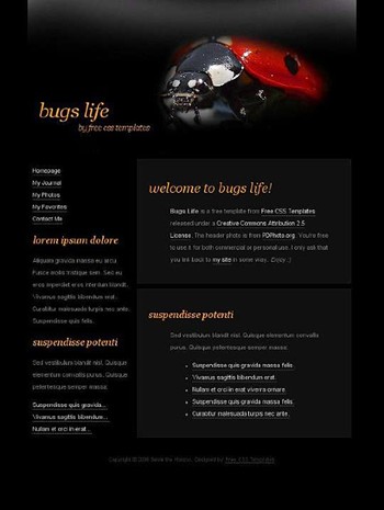 bug,bugs,insects,lady website template